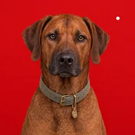 Clay, Rhodesian Ridgeback et chien de bureau d'Index Group AG